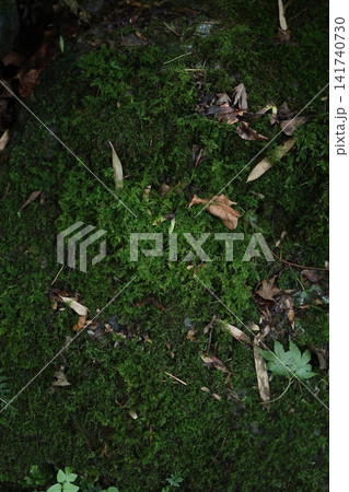 苔むした岩と落ち葉のマクロ 苔むした岩と落ち葉のマクロ 141740730