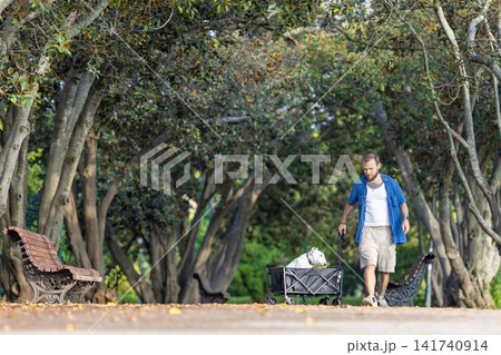 Old bull terrier sitting in a black wagon being pulled by a male owner in a park with trees and benches lining the pathway on a sunny day Old bull terrier sitting in a black wagon being pulled by a male owner in a park with trees and benches lining the pathway on a sunny day 141740914