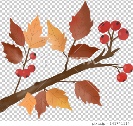 Beautiful watercolor autumn branch featuring warm golden and brown leaves with vibrant red berries Beautiful watercolor autumn branch featuring warm golden and brown leaves with vibrant red berries 141741114