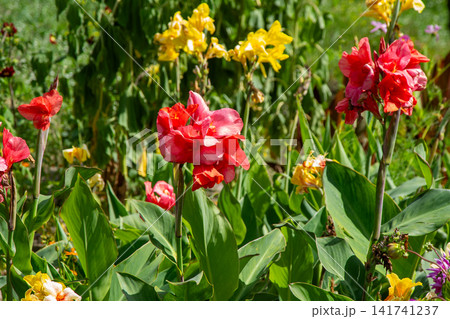 Canna red flower buds 141741237