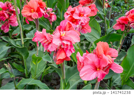 Canna red flower buds 141741238