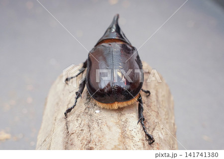 ネプチューンオオカブトの後ろ姿と美しい光沢の羽(脚に欠損あり) ネプチューンオオカブトの後ろ姿と美しい光沢の羽(脚に欠損あり) 141741380