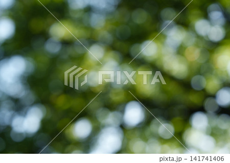An abstract green background with a bokeh effect, featuring soft, diffused sunlight filtering through the leaves of summer trees. 141741406