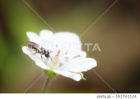 ゲンノショウコの花に寄ってきた昆虫 ゲンノショウコの花に寄ってきた昆虫 141741524