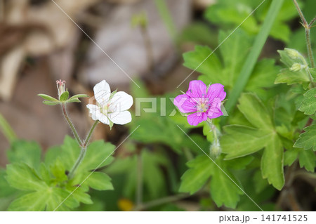 色違いで咲くゲンノショウコの花。 色違いで咲くゲンノショウコの花。 141741525