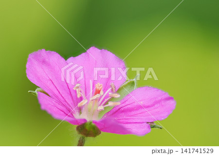 紅紫色のゲンノショウコの花　 141741529