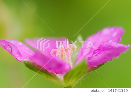 ゲンノショウコの花。雌しべの柱頭が開き、雄しべの葯が落ちた状態 141741530