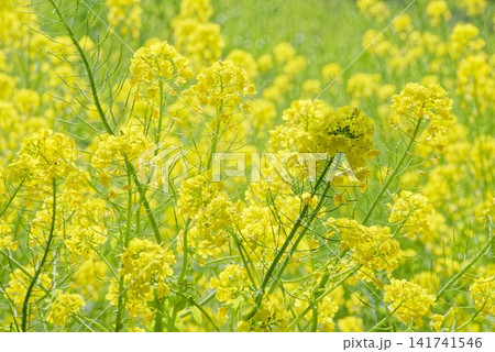 陽光に煌めく菜の花と新緑が織りなす麗しき田園景観 141741546
