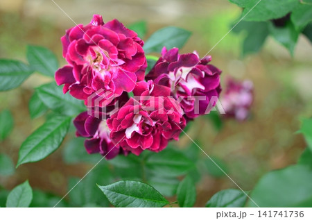 バラ　ミルエユンヌニュイ（Mille et Une Nuits） Shrub 141741736