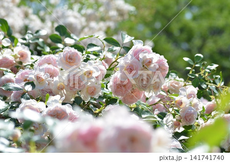 バラ　ラブリーメイアン（Lovely Meilland）  Shrub 141741740