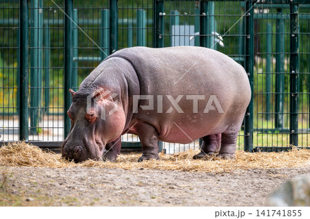 Hippopotamus Grazing on Straw in Its Enclosure Hippopotamus Grazing on Straw in Its Enclosure 141741855