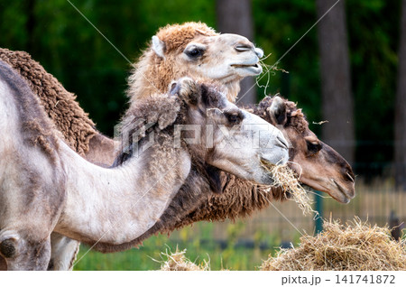 Group of Bactrian Camels With Shaggy Coats 141741872