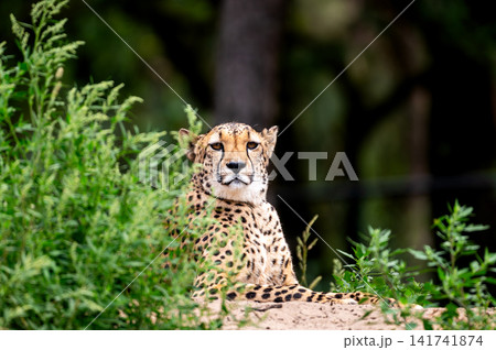 Alert Cheetah Watching From the Grass Alert Cheetah Watching From the Grass 141741874