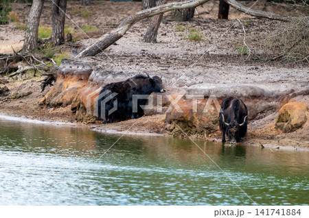 Yaks Standing at the Edge of a Green Pond Yaks Standing at the Edge of a Green Pond 141741884