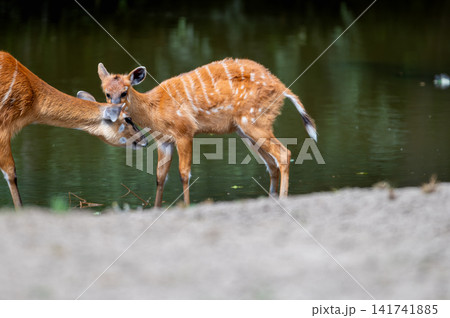 Sitatunga Calf Beside Its Mother by the Water Sitatunga Calf Beside Its Mother by the Water 141741885