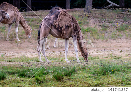 Bactrian Camels Grazing on the Dry Grass Bactrian Camels Grazing on the Dry Grass 141741887