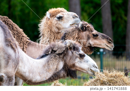 Bactrian Camels Standing Head to Head Bactrian Camels Standing Head to Head 141741888
