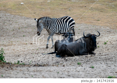Zebra and Wildebeest Resting Together 141741916