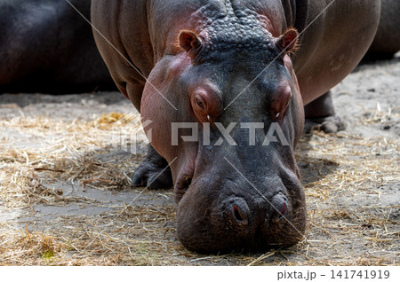 Hippopotamus Lying With Its Head on the Sand Hippopotamus Lying With Its Head on the Sand 141741919