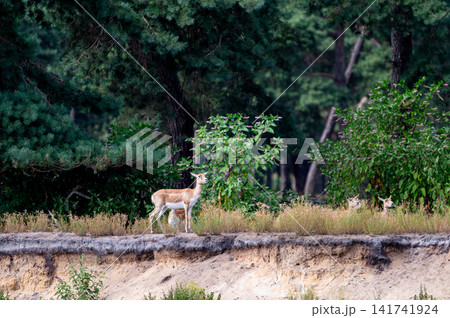Blackbuck Standing at the Edge of the Trees Blackbuck Standing at the Edge of the Trees 141741924