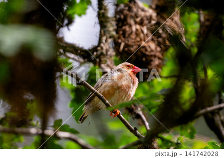 Red Bird Perched on a Branch by a Nest 141742028