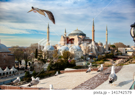 Seagull and Hagia Sophia From a Rooftop in Istanbul Seagull and Hagia Sophia From a Rooftop in Istanbul 141742579