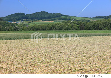 北海道の夏 収穫間近の玉ねぎ畑 北海道の夏 収穫間近の玉ねぎ畑 141742692