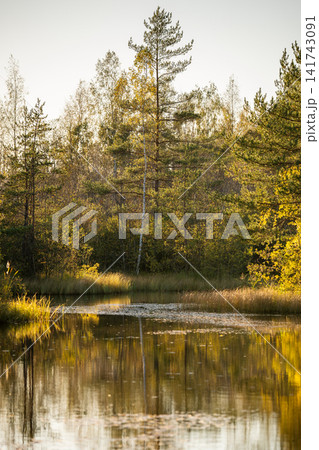 Fall landscape of pond with reflections surrounded by autumn pine and birch forest at sunset 141743091