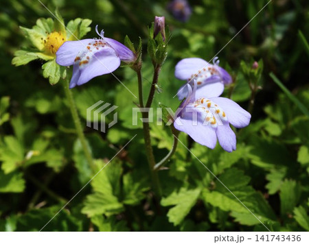 春の荒川河川敷に咲くムラサキサギゴケのうす紫の花 春の荒川河川敷に咲くムラサキサギゴケのうす紫の花 141743436