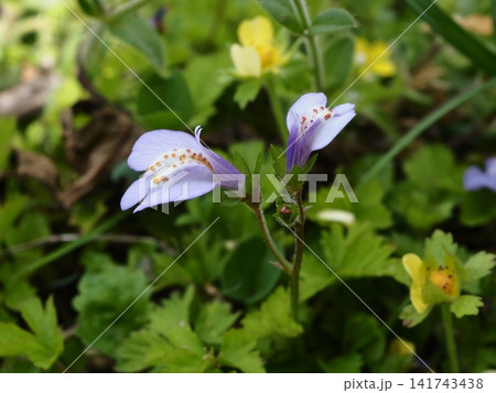 春の荒川河川敷に咲くムラサキサギゴケのうす紫の花 春の荒川河川敷に咲くムラサキサギゴケのうす紫の花 141743438