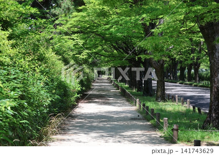緑の生垣とケヤキ並木と遊歩道の風景 緑の生垣とケヤキ並木と遊歩道の風景 141743629