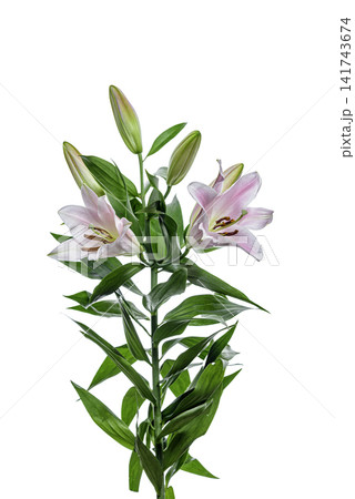 bouquet of pink lilies bouquet of pink lilies 141743674