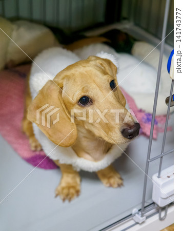 成犬ダックス 成犬ダックス 141743777