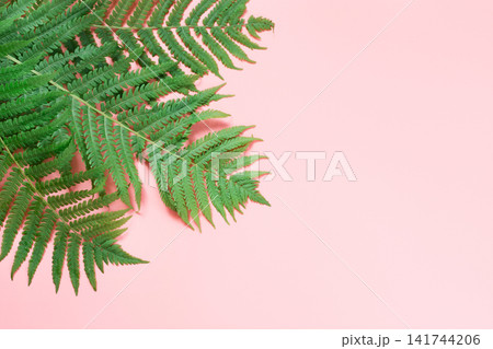 Leaf of fern on pastel pink background. Top view, isolated with copy space. Summer. Leaf of fern on pastel pink background. Top view, isolated with copy space. Summer. 141744206