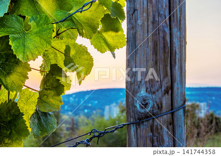 Closeup of fresh green grapevine leaves beside a weathered wooden support post in Wuerzburg, Franconia, Bavaria, Germany. Closeup of fresh green grapevine leaves beside a weathered wooden support post in Wuerzburg, Franconia, Bavaria, Germany. 141744358