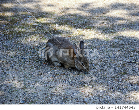 大久野島のウサギ 141744645