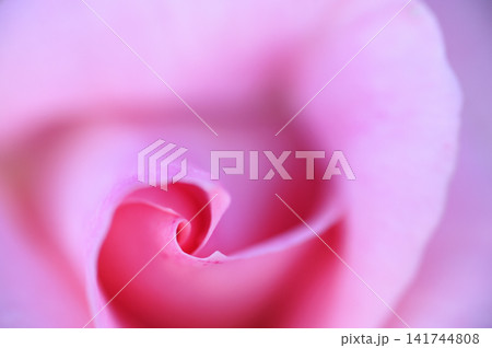 薔薇園で見たバラの花 141744808