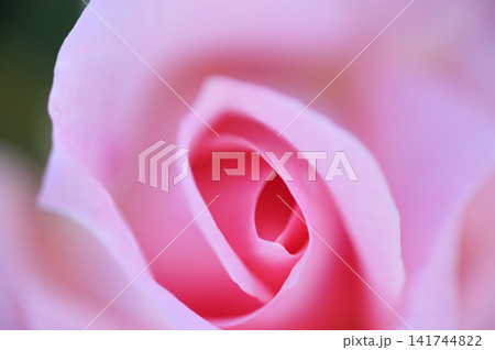 薔薇園で見たバラの花 薔薇園で見たバラの花 141744822