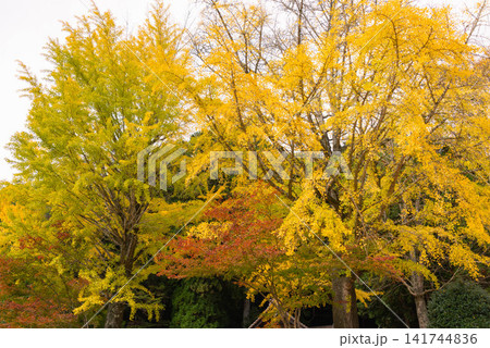 鮮やかな黄金色に染まる大銀杏と秋の紅葉 鮮やかな黄金色に染まる大銀杏と秋の紅葉 141744836