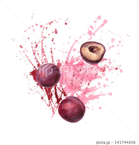 A whole, juicy plum against a background of succulent splashes. Isolated watercolor illustration for cafe menus, jam labels, beverage advertising, culinary blogs, and tea packaging design. 141744856