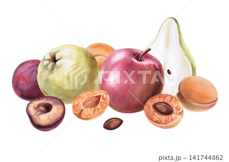 A composition of apples, pears, plums, and apricots. Isolated watercolor illustration for cafe menus, dessert labels, blogs, beverage advertising, and natural cosmetics packaging. A composition of apples, pears, plums, and apricots. Isolated watercolor illustration for cafe menus, dessert labels, blogs, beverage advertising, and natural cosmetics packaging. 141744862