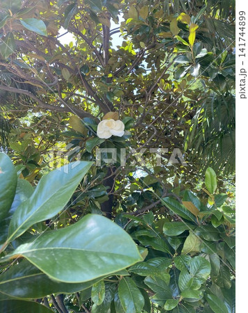 Green tree foliage with white blooming flower in sunlight, natural botanical background with soft summer light and leaves movement Green tree foliage with white blooming flower in sunlight, natural botanical background with soft summer light and leaves movement 141744899
