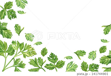 A frame made of parsley leaves, hand-painted in watercolor. Illustration for the design of a culinary menu, culinary blog, ingredient labels or food packaging, kitchen textiles, and tableware. A frame made of parsley leaves, hand-painted in watercolor. Illustration for the design of a culinary menu, culinary blog, ingredient labels or food packaging, kitchen textiles, and tableware. 141744901