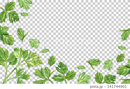 A frame made of parsley leaves, hand-painted in watercolor. Illustration for the design of a culinary menu, culinary blog, ingredient labels or food packaging, kitchen textiles, and tableware. A frame made of parsley leaves, hand-painted in watercolor. Illustration for the design of a culinary menu, culinary blog, ingredient labels or food packaging, kitchen textiles, and tableware. 141744901