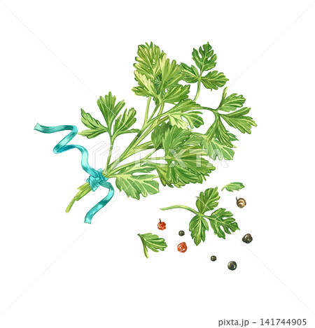 A bunch of fresh parsley, tied with a blue ribbon and peppercorns. Everything is hand-painted in watercolor. Watercolor composition for tableware decoration, printing on kitchen textiles, and recipe. A bunch of fresh parsley, tied with a blue ribbon and peppercorns. Everything is hand-painted in watercolor. Watercolor composition for tableware decoration, printing on kitchen textiles, and recipe. 141744905