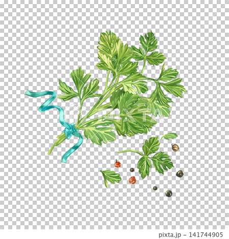 A bunch of fresh parsley, tied with a blue ribbon and peppercorns. Everything is hand-painted in watercolor. Watercolor composition for tableware decoration, printing on kitchen textiles, and recipe. A bunch of fresh parsley, tied with a blue ribbon and peppercorns. Everything is hand-painted in watercolor. Watercolor composition for tableware decoration, printing on kitchen textiles, and recipe. 141744905