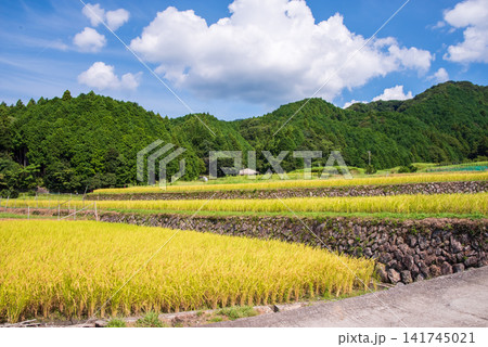 収穫前の田んぼ「石積みが美しい坂本の棚田」《三重県 亀山市》 収穫前の田んぼ「石積みが美しい坂本の棚田」《三重県 亀山市》 141745021