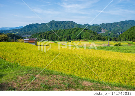 収穫前の田んぼ「坂本の棚田」《三重県 亀山市》 収穫前の田んぼ「坂本の棚田」《三重県 亀山市》 141745032
