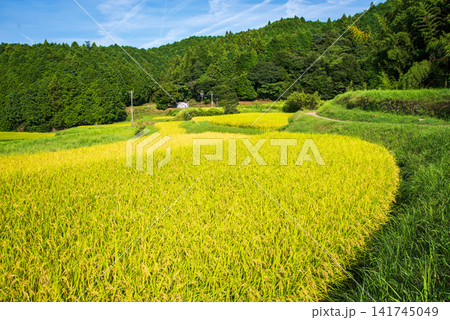 収穫前の田んぼ「坂本の棚田」《三重県 亀山市》 収穫前の田んぼ「坂本の棚田」《三重県 亀山市》 141745049