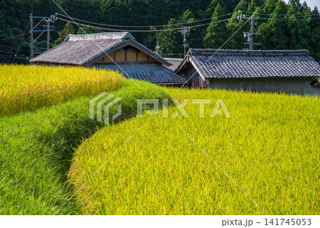 収穫前の田んぼ「坂本の棚田」《三重県 亀山市》 収穫前の田んぼ「坂本の棚田」《三重県 亀山市》 141745053